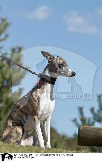 sitzender Whippet / sitting Whippet / KMI-02769