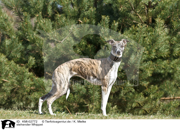 stehender Whippet / standing Whippet / KMI-02772