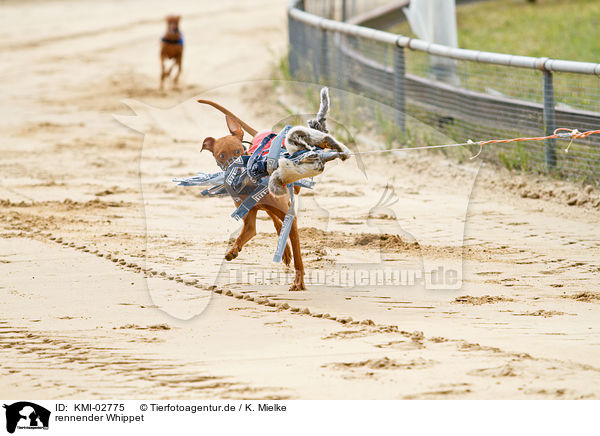 rennender Whippet / running Whippet / KMI-02775