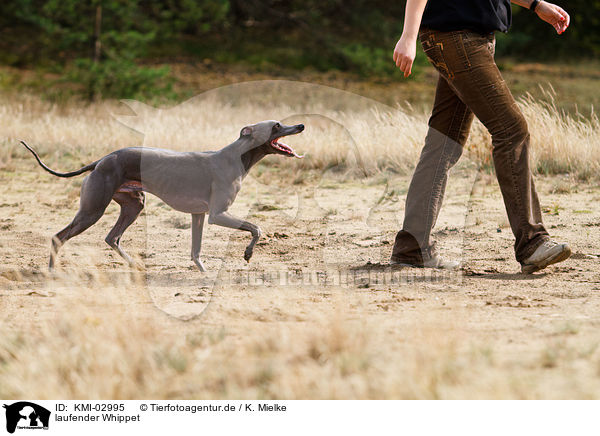 laufender Whippet / walking sighthound / KMI-02995