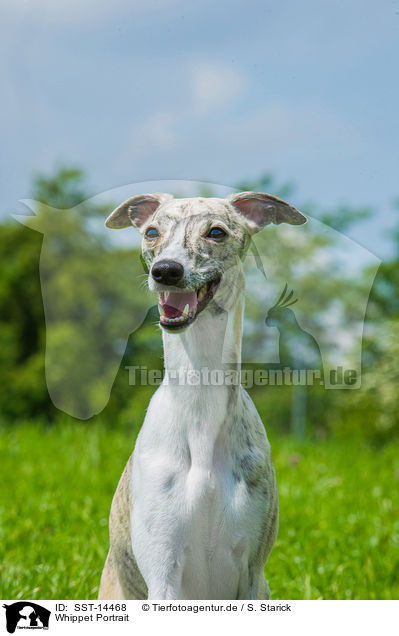 Whippet Portrait / Whippet Portrait / SST-14468