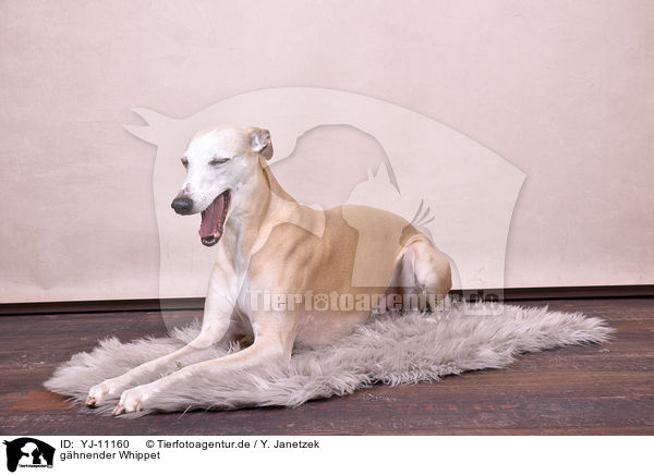 g�hnender Whippet / yawning Whippet / YJ-11160