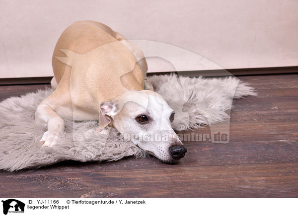 liegender Whippet / lying Whippet / YJ-11166
