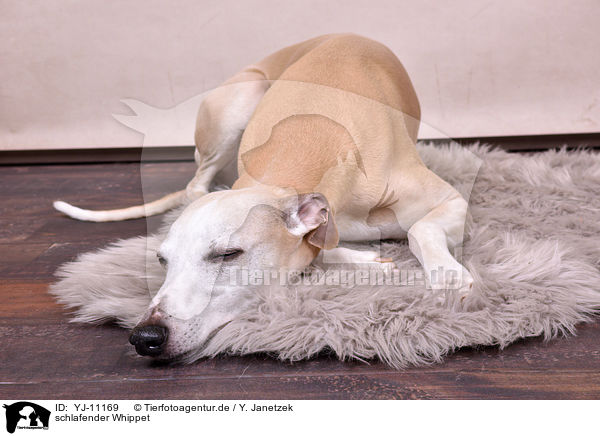 schlafender Whippet / sleeping Whippet / YJ-11169