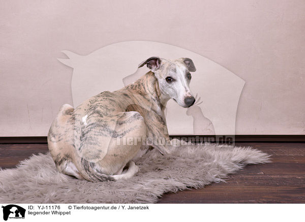 liegender Whippet / lying Whippet / YJ-11176