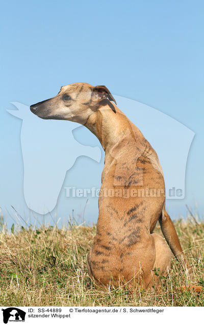 sitzender Whippet / sitting Whippet / SS-44889
