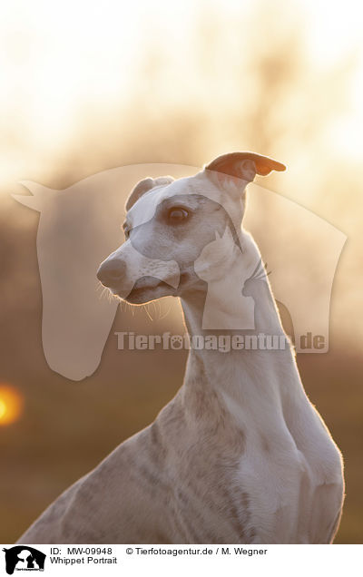 Whippet Portrait / Whippet Portrait / MW-09948
