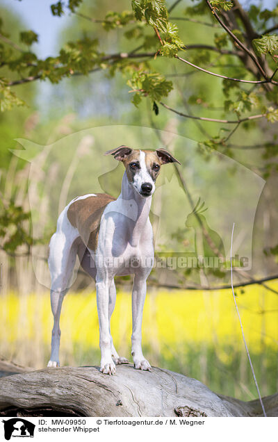stehender Whippet / standing Whippet / MW-09950
