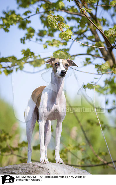 stehender Whippet / standing Whippet / MW-09952