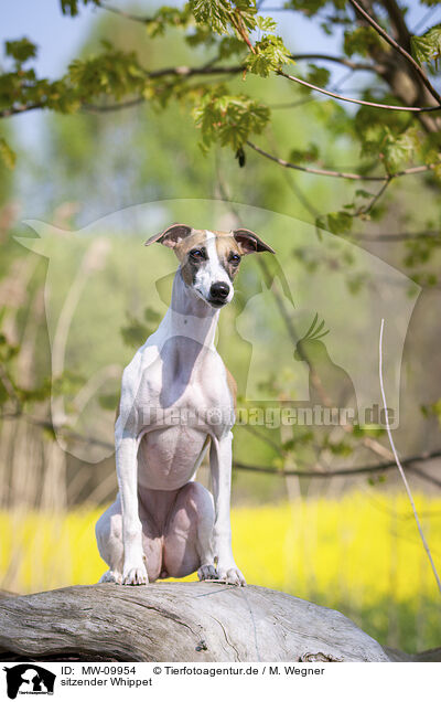 sitzender Whippet / sitting Whippet / MW-09954