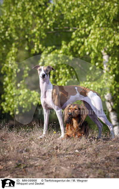 Whippet und Dackel / Whippet and Dachshund / MW-09968