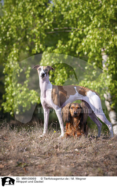 Whippet und Dackel / Whippet and Dachshund / MW-09969