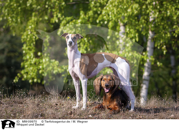 Whippet und Dackel / Whippet and Dachshund / MW-09970