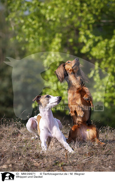 Whippet und Dackel / Whippet and Dachshund / MW-09971