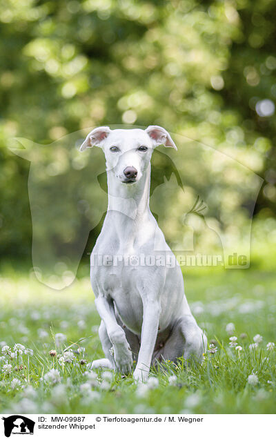 sitzender Whippet / sitting Whippet / MW-09987