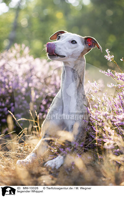 liegender Whippet / lying Whippet / MW-10026