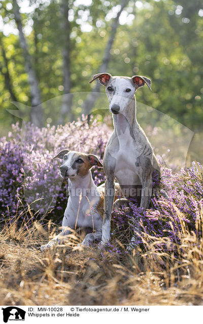 Whippets in der Heide / MW-10028