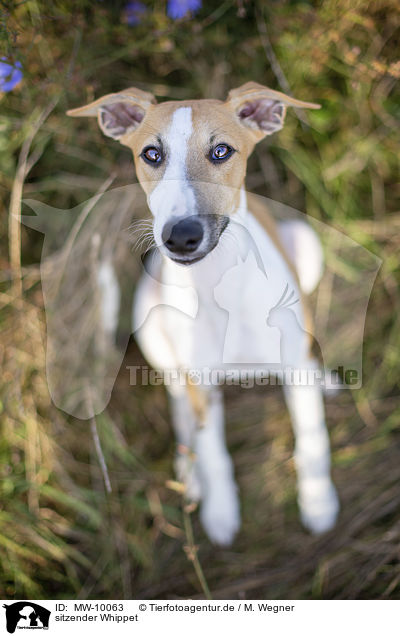 sitzender Whippet / sitting Whippet / MW-10063