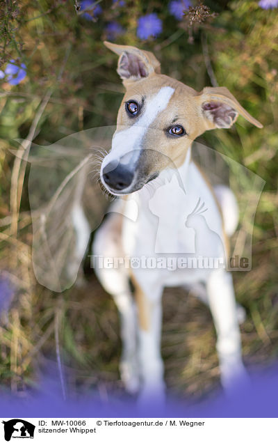 sitzender Whippet / sitting Whippet / MW-10066