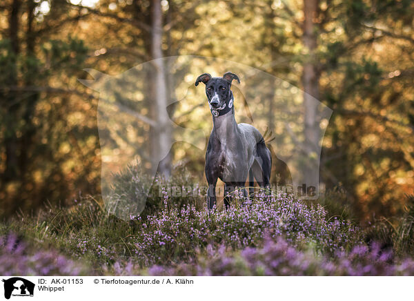 Whippet / AK-01153