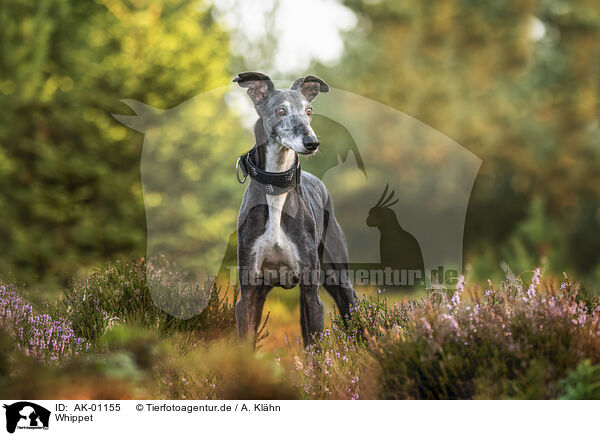 Whippet / AK-01155