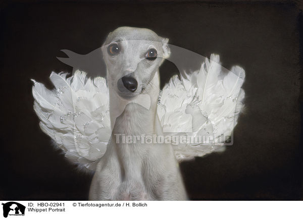 Whippet Portrait / Whippet portrait / HBO-02941