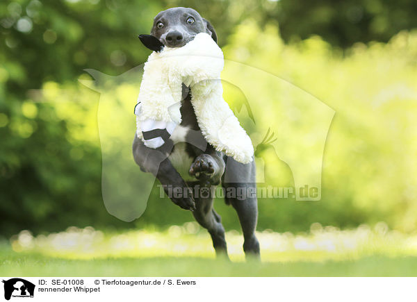 rennender Whippet / running Whippet / SE-01008