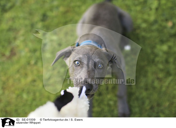 sitzender Whippet / sitting Whippet / SE-01009