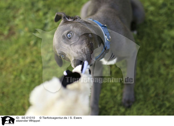 sitzender Whippet / sitting Whippet / SE-01010