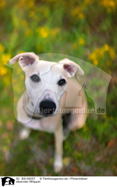 sitzender Whippet / BS-08057