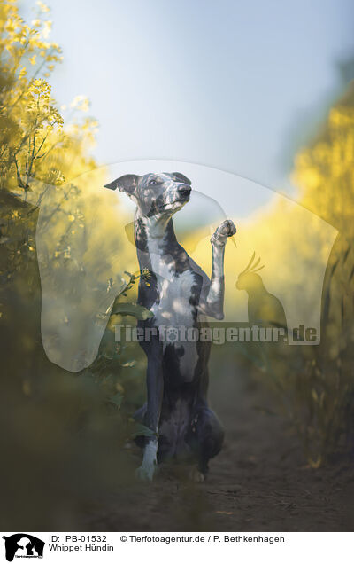 Whippet H�ndin / female Whippet / PB-01532