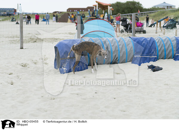 Whippet / Whippet / HBO-05455
