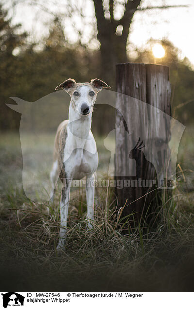 einj�hriger Whippet / one year old Whippet / MW-27546