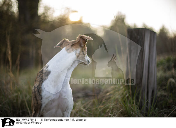 einj�hriger Whippet / one year old Whippet / MW-27548
