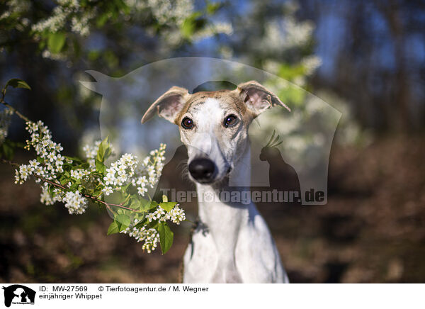 einj�hriger Whippet / one year old Whippet / MW-27569