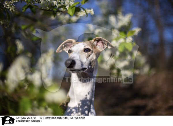 einj�hriger Whippet / one year old Whippet / MW-27570