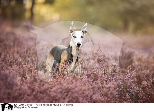 Whippet im Sommer / Whippet in summer / JAM-03199