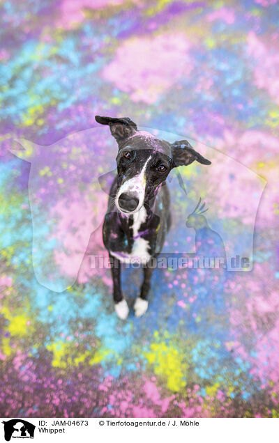 Whippet / sighthound / JAM-04673