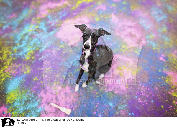 Whippet / sighthound / JAM-04680