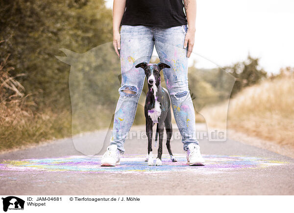 Whippet / sighthound / JAM-04681