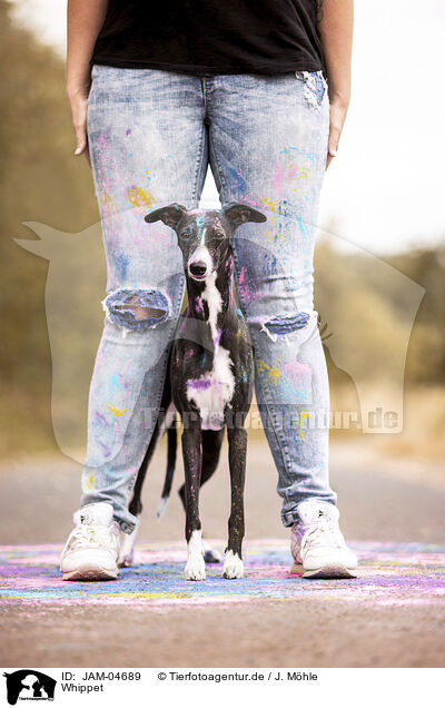 Whippet / sighthound / JAM-04689