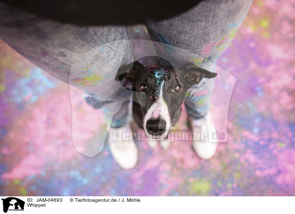 Whippet / sighthound / JAM-04693