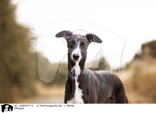 Whippet / sighthound / JAM-04713
