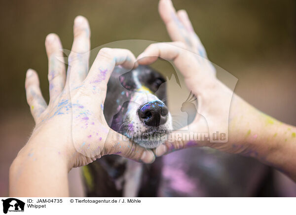 Whippet / sighthound / JAM-04735