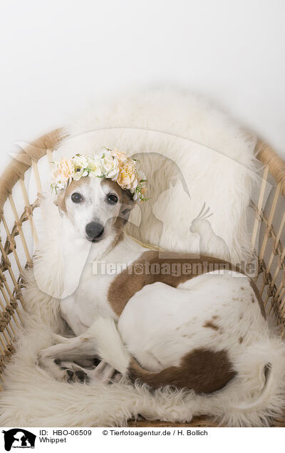 Whippet / sighthound / HBO-06509