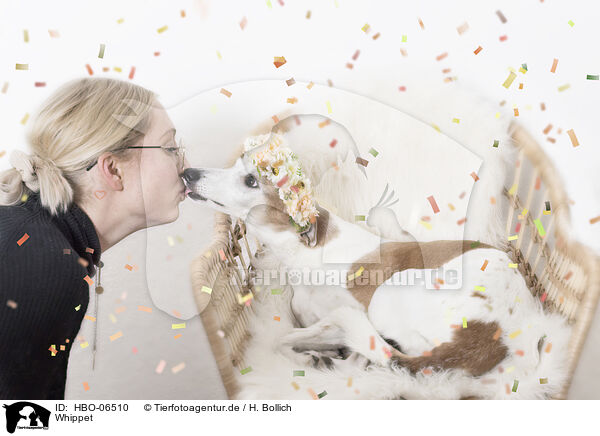 Whippet / sighthound / HBO-06510