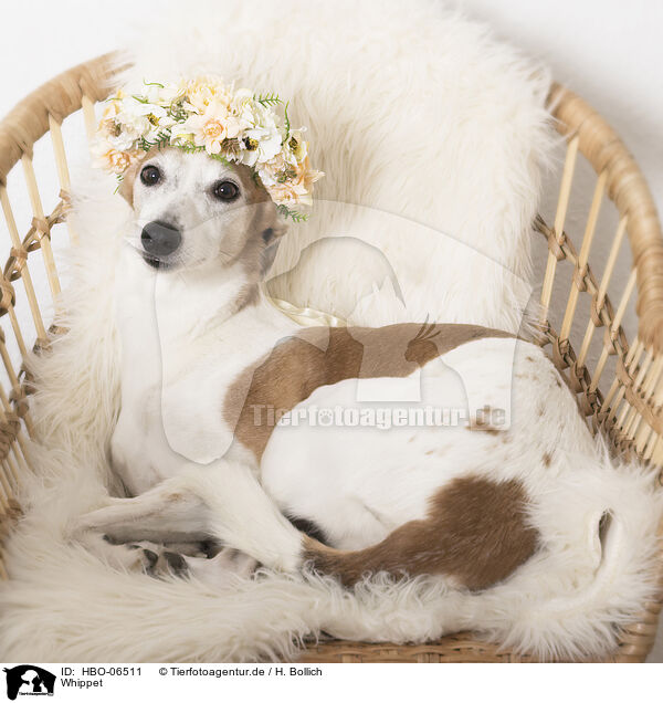 Whippet / sighthound / HBO-06511