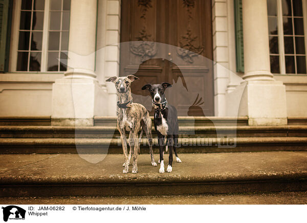 Whippet / Whippet / JAM-06282