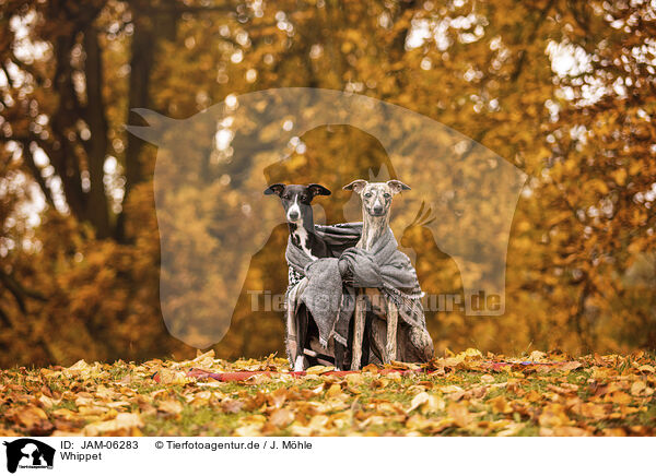 Whippet / Whippet / JAM-06283