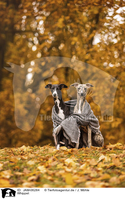 Whippet / Whippet / JAM-06284